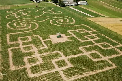 Maislabyrinth gesät mit Technik von Reichhardt